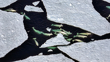 Belugas (Delphinapterus leucas) moving between blocks of broken pack ice, Svalbard, Arctic.