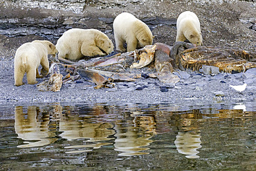 Polar bear (Ursus maritimus) feeding on a whale carcass, Wahlbergoya, Nordaust-Svalbard, Arctic.