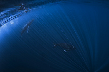 Humpback whale (Megaptera novaeangliae) in the deep blue of Reunion Island's translucent waters