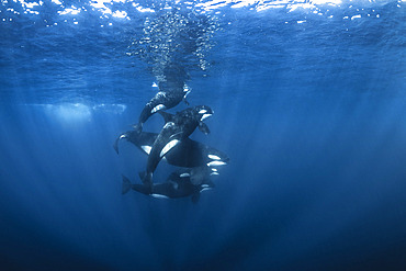 Orca (Orcinus orca) group off Mayotte. During the short passage off Mayotte, this group of killer whales was observed devouring a Mobula ray and a large tiger shark.