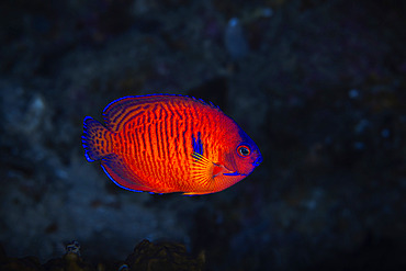 Two-spined angelfish (Centropyge bispinosa) at a depth of 60 metres, Mayotte