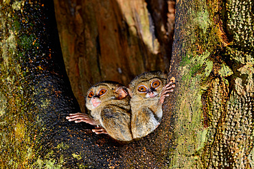 Gursky's spectral tarsier Tarsius spectrumgurskyae (sp. nov. M. Shekelle and al.) North Sulawesi