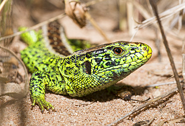 Male sand lizard (Lacerta agilis), Vosges du Nord Regional Nature Park, France