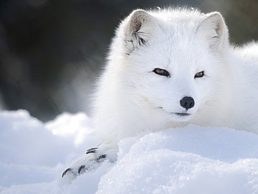 Arctic Fox (Vulpes lagopus), white fox, polar fox, snow fox, in white winter coat, enclosure. Europe, Finland, Ranua Wildlife Park, March