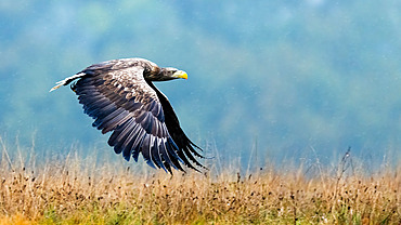 White-tailed eagle (Haliaeetus albicilla) in flight, Poland