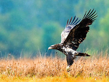 White-tailed eagle (Haliaeetus albicilla) in flight, Poland