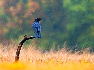 Common Raven (Corvus corax) on a branch in the rain, Poland