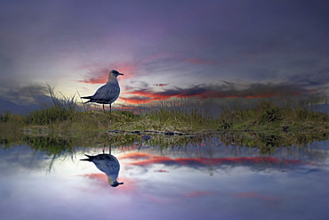 Arctic Skua (Stercorarius parasiticus) and reflection, Scotland