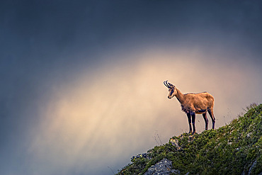 Alpine Chamois (Rupicapra rupicapra), Alps, France