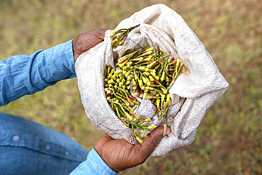 Planting clove trees, harvesting and drying the flowers known as cloves. Worker presenting the flower buds he has just picked. Zanzibar