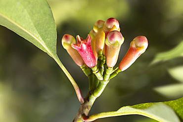 Clove tree flowers (Syzygium aromaticum) or cloves, spice, Zanzibar