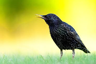 Starling (Sturnus vulgaris) standing in the grass, Hungary