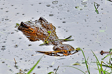 Nile Crocodile (Crocodylus niloticus) in water, Madagascar