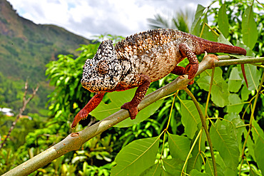 Oustalet's Chameleon (Furcifer oustaleti) on a branch, Madagascar