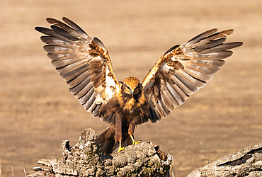 Marsh Harrier (Circus Aeruginosus) landing on a branch, Spain