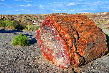 The Petrified Forest National Park is home to thousands of fossilized tree trunks approximately 200 million years old (Triassic period). Arizona. USA.