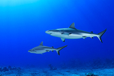 Two Grey Reef Sharks (Carcharhinus amblyrhynchos) swimming above the bottom, Tahiti, French Polynesia