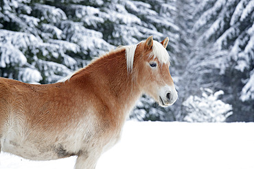 Haflinger in the snow