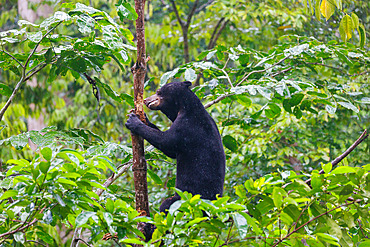 Bornean Sun Bear (Helarctos malayanus), Borneo Malay Bear Center, Rescue and Rehabilitation Center, Sepilok Rehabilitation Center, Sabah, Malaysia, North Borneo, Southeast Asia