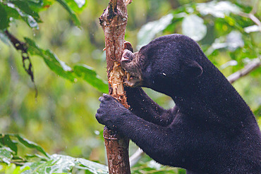 Bornean Sun Bear (Helarctos malayanus), Borneo Malay Bear Center, Rescue and Rehabilitation Center, Sepilok Rehabilitation Center, Sabah, Malaysia, North Borneo, Southeast Asia