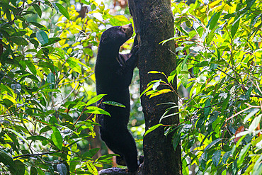 Bornean Sun Bear (Helarctos malayanus) climbing in a tree, Borneo Malay Bear Center, Rescue and Rehabilitation Center, Sepilok Rehabilitation Center, Sabah, Malaysia, North Borneo, Southeast Asia