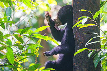 Bornean Sun Bear (Helarctos malayanus), Borneo Malay Bear Center, Rescue and Rehabilitation Center, Sepilok Rehabilitation Center, Sabah, Malaysia, North Borneo, Southeast Asia