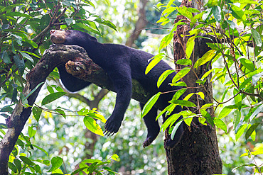 Bornean Sun Bear (Helarctos malayanus) at rest on a branch, Borneo Malay Bear Center, Rescue and Rehabilitation Center, Sepilok Rehabilitation Center, Sabah, Malaysia, North Borneo, Southeast Asia