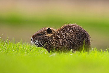 Coypu (Myocastor coypus) in grass, Etang de Sologne, Loir et Cher, France