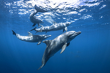 Indian Ocean bottlenose dolphin (Tursiops aduncus) in Mayotte lagoon.