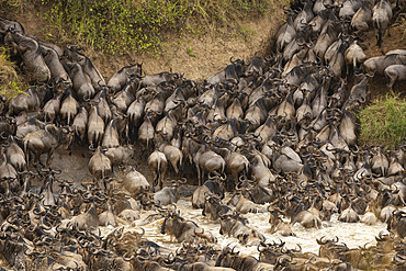 Great migration of Blue Wildebeest (Connochaetes taurinus) in the Serengeti, Tanzania.