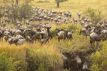 Great migration of Blue Wildebeest (Connochaetes taurinus) in the Serengeti, Tanzania.