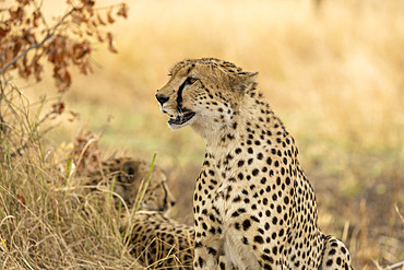 Cheetah (Acinonyx jubatus) in the savannah, Serengeti, Tanzania.