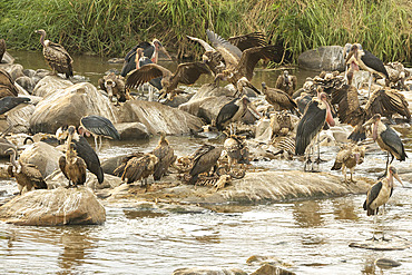 Ruppell's Griffon Vulture (Gyps rueppellii), African white-backed Vulture (Gyps africanus) and Marabou Stork (Leptoptilos crumeniferus) by the river, Serengeti, Tanzania