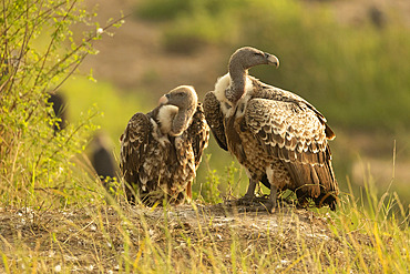 Ruppell's Griffon Vulture (Gyps rueppellii) and African white-backed Vulture (Gyps africanus) by the river, Serengeti, Tanzania