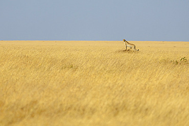 Cheetah (Acinonyx jubatus) stalking a termite mound in the Serengeti savannah, Tanzania