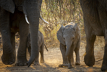 African bush elephant (Loxodonta africana) with calves. Mashatu Game Reserve. Northern Tuli Game Reserve. Botswana.