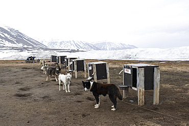 Dogsledding. Landscape of Svalbard in Norway, also known as Spitsbergen. This territory stretches from latitude 75 to 80 degrees to the pack ice a few hundred kilometers from the North Pole.