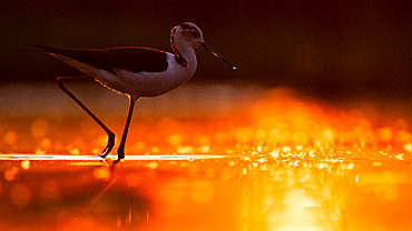 Black-winged stilt (Himantopus himantopus) standing in a lake at sunset, Hungary