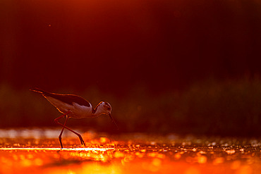 Black-winged stilt (Himantopus himantopus) standing in a lake at sunset, Hungary