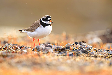 Common Ringer Plover (Charadrius hiaticula) adult on a tundra floor in Varanger, Norway