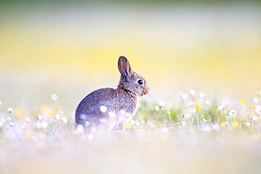 Wild rabbit (Oryctolagus cuniculus) in a flower meadow