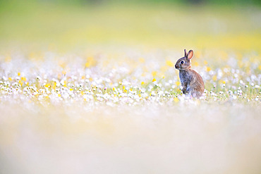 Wild rabbit (Oryctolagus cuniculus) alert on its hind legs in a flower meadow