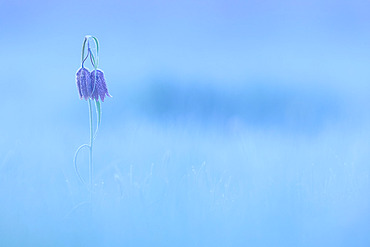 Common Fritillary (Fritillaria meleagris) in bloom in a wet meadow