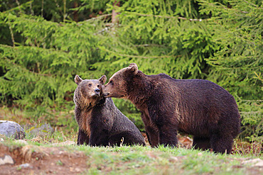 Brown bear mating attempt, Carpathian Mountains, Romania