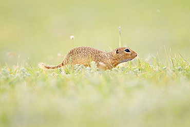 European Ground Squirrel (Spermophilus citellus) in a steppe meadow, Romania