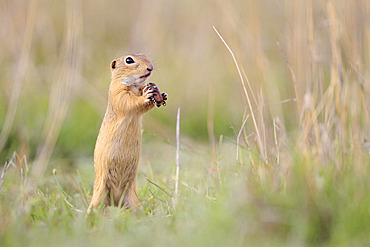 European Ground Squirrel (Spermophilus citellus) eating a chafer, Romania