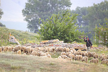 Shepherd and his flock in Romania