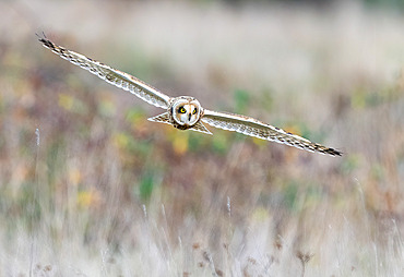 Short-eared owl (Asio flammeus) in flight, England