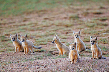 Young Corsac fox (Vulpes corsac), at the den, Steppe area, East Mongolia, Mongolia, Asia