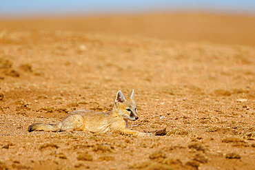 Young Corsac fox (Vulpes corsac), at the den, Steppe area, East Mongolia, Mongolia, Asia